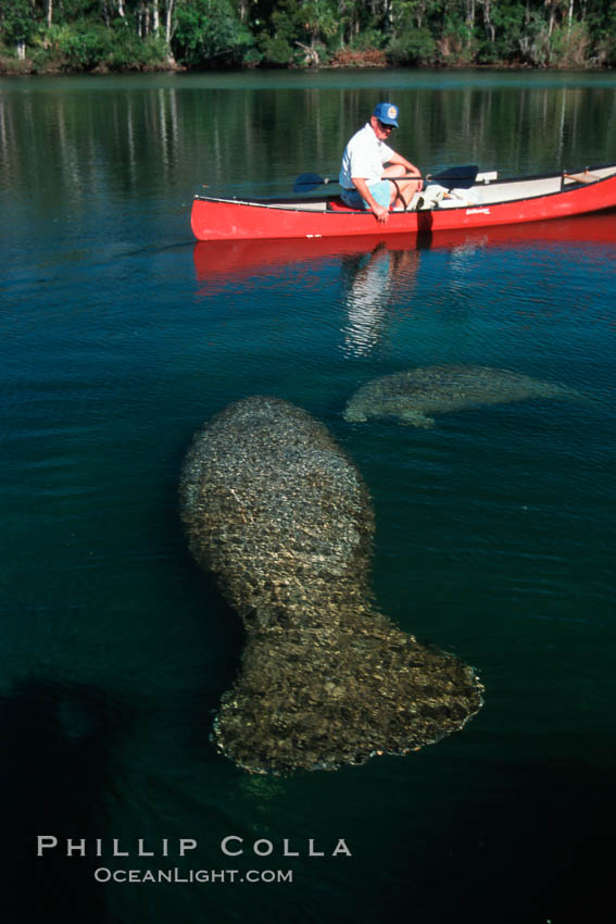 West Indian manatee and volunteer observer, Homosassa State Park. Homosassa River, Florida, USA, Trichechus manatus, natural history stock photograph, photo id 02779