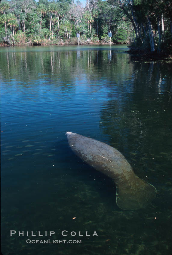 West Indian manatee, Homosassa State Park. Homosassa River, Florida, USA, Trichechus manatus, natural history stock photograph, photo id 02773
