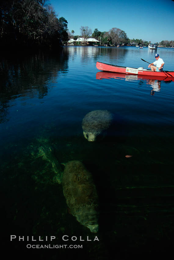 West Indian manatee and volunteer observer, Homosassa State Park. Homosassa River, Florida, USA, Trichechus manatus, natural history stock photograph, photo id 02789