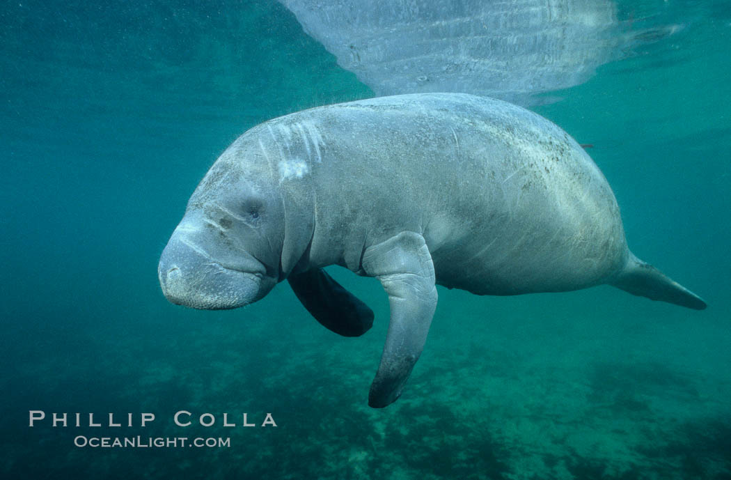 A Florida manatee, or West Indian Manatee, swims slowly through the clear waters of Crystal River, Trichechus manatus, Three Sisters Springs