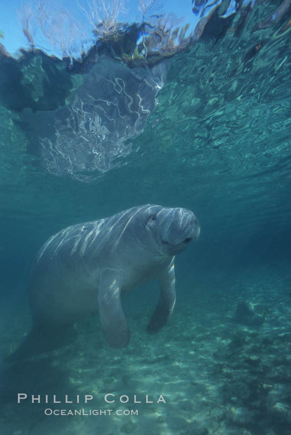 West Indian manatee. Three Sisters Springs, Crystal River, Florida, USA, Trichechus manatus, natural history stock photograph, photo id 02665