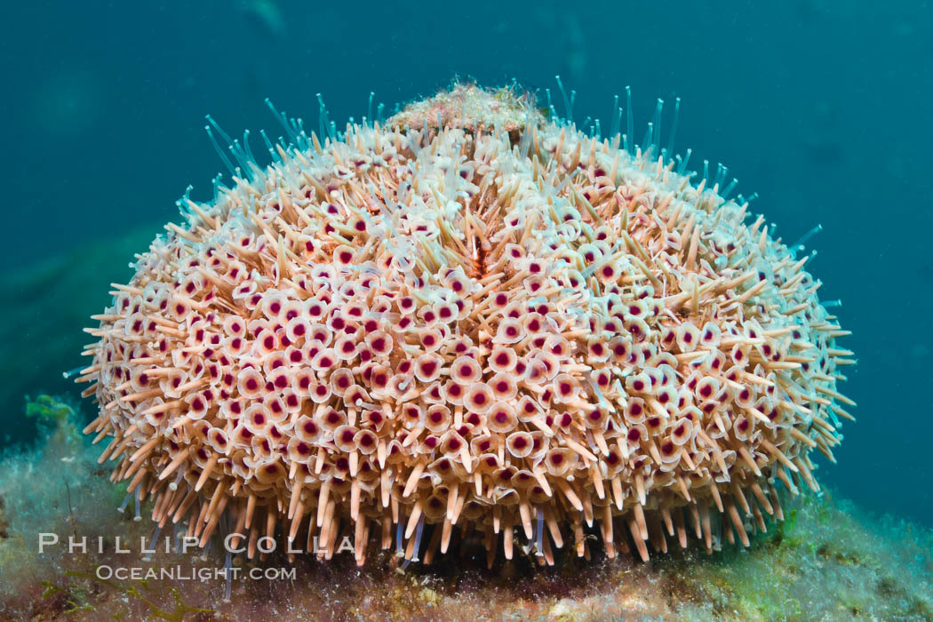 Flower sea urchin with pedicellariae visible. Sea of Cortez, Baja California, Mexico, Toxopneustes roseus, natural history stock photograph, photo id 27528