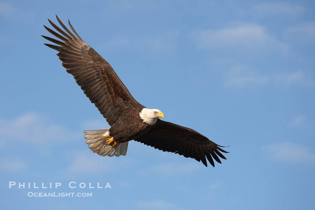Bald eagle in flight, wing spread, soaring., Haliaeetus leucocephalus, Haliaeetus leucocephalus washingtoniensis, natural history stock photograph, photo id 22691