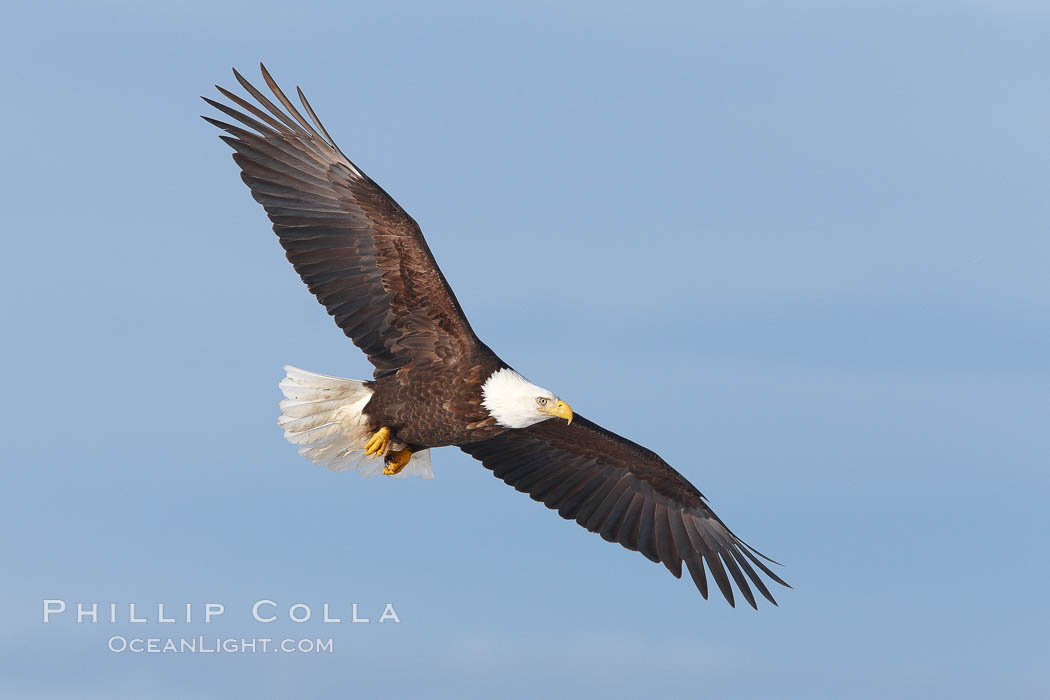 Bald eagle in flight, wing spread, soaring. Kachemak Bay, Homer, Alaska, USA, Haliaeetus leucocephalus, Haliaeetus leucocephalus washingtoniensis, natural history stock photograph, photo id 22581