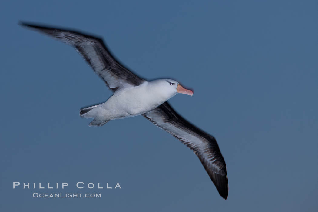 Black-browed albatross in flight, at sea.  The black-browed albatross is a medium-sized seabird at 31-37" long with a 79-94" wingspan and an average weight of 6.4-10 lb. They have a natural lifespan exceeding 70 years. They breed on remote oceanic islands and are circumpolar, ranging throughout the Southern Ocean. Falkland Islands, United Kingdom, Thalassarche melanophrys, natural history stock photograph, photo id 23990