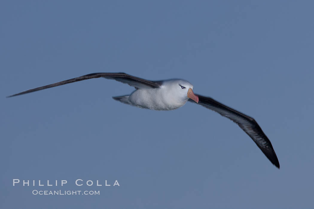 Black-browed albatross in flight, at sea.  The black-browed albatross is a medium-sized seabird at 31-37" long with a 79-94" wingspan and an average weight of 6.4-10 lb. They have a natural lifespan exceeding 70 years. They breed on remote oceanic islands and are circumpolar, ranging throughout the Southern Oceanic. Falkland Islands, United Kingdom, Thalassarche melanophrys, natural history stock photograph, photo id 24020