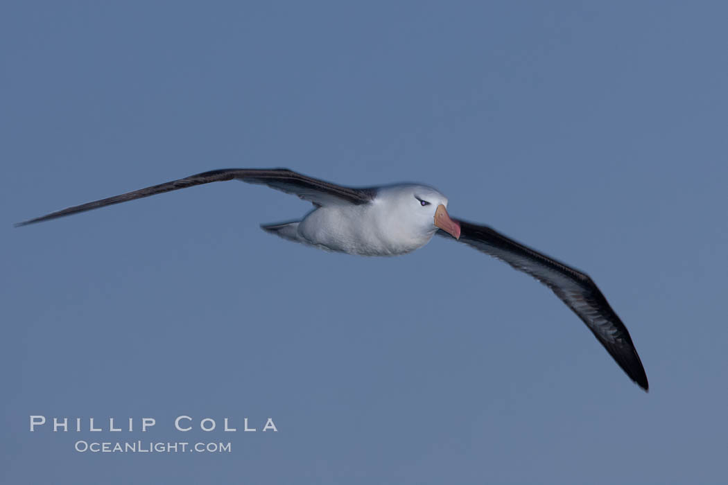 Black-browed albatross in flight, at sea.  The black-browed albatross is a medium-sized seabird at 31-37" long with a 79-94" wingspan and an average weight of 6.4-10 lb. They have a natural lifespan exceeding 70 years. They breed on remote oceanic islands and are circumpolar, ranging throughout the Southern Ocean. Falkland Islands, United Kingdom, Thalassarche melanophrys, natural history stock photograph, photo id 24020