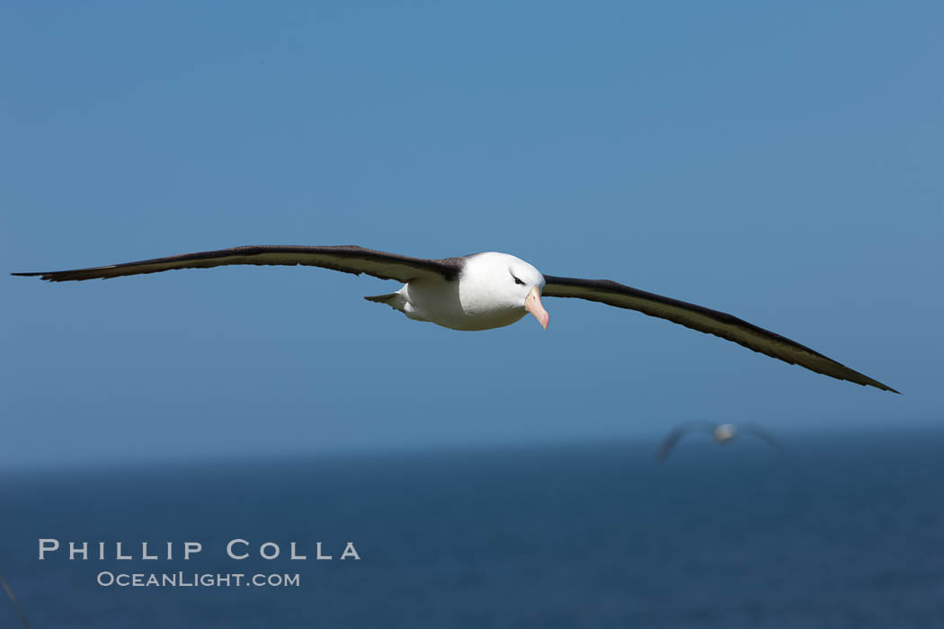 Black-browed albatross in flight, against a blue sky.  Black-browed albatrosses have a wingspan reaching up to 8', weigh up to 10 lbs and can live 70 years.  They roam the open ocean for food and return to remote islands for mating and rearing their chicks. Steeple Jason Island, Falkland Islands, United Kingdom, Thalassarche melanophrys, natural history stock photograph, photo id 24236