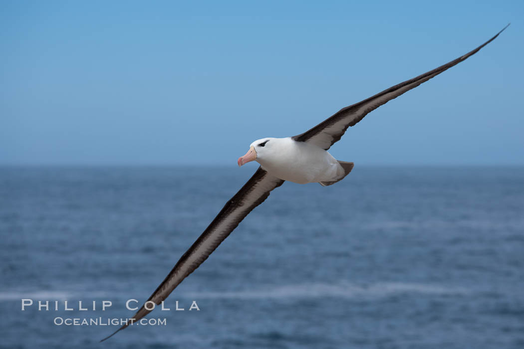 Black-browed albatross, in flight over the ocean.  The wingspan of the black-browed albatross can reach 10', it can weigh up to 10 lbs and live for as many as 70 years. Steeple Jason Island, Falkland Islands, United Kingdom, Thalassarche melanophrys, natural history stock photograph, photo id 24107