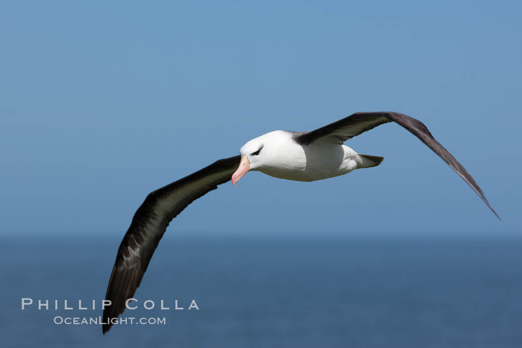 Black-browed albatross soaring in the air, near the breeding colony at Steeple Jason Island. Falkland Islands, United Kingdom, Thalassarche melanophrys, natural history stock photograph, photo id 24239