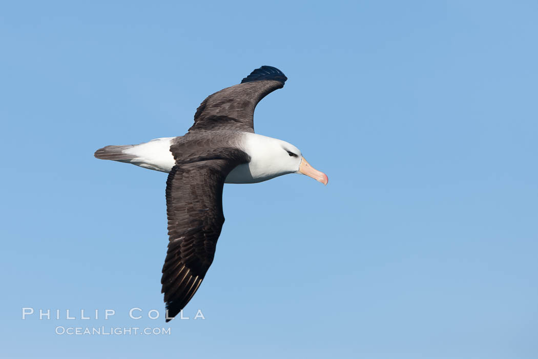 Black-browed albatross in flight, at sea.  The black-browed albatross is a medium-sized seabird at 31-37" long with a 79-94" wingspan and an average weight of 6.4-10 lb. They have a natural lifespan exceeding 70 years. They breed on remote oceanic islands and are circumpolar, ranging throughout the Southern Oceanic., Thalassarche melanophrys, natural history stock photograph, photo id 24282