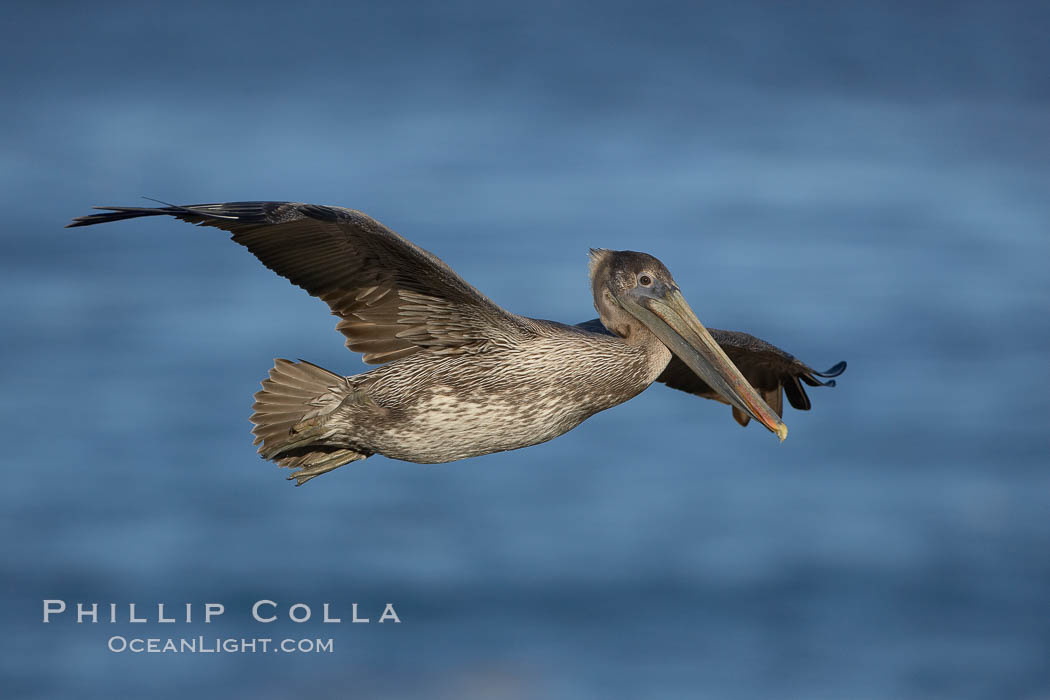 Juvenile California brown pelican in flight. Note its drab brown colors, it is not mature enough to assume the more colorful plumage of adults. The wingspan of the brown pelican is over 7 feet wide. The California race of the brown pelican holds endangered species status, Pelecanus occidentalis, Pelecanus occidentalis californicus, La Jolla