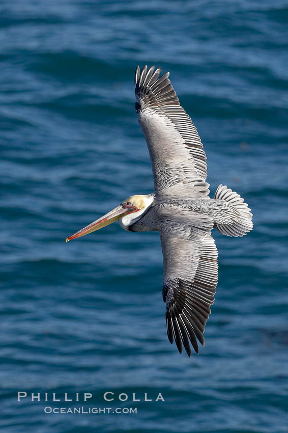 Brown pelican in flight. The wingspan of the brown pelican is over 7 feet wide. The California race of the brown pelican holds endangered species status. In winter months, breeding adults assume a dramatic plumage, Pelecanus occidentalis, Pelecanus occidentalis californicus, La Jolla