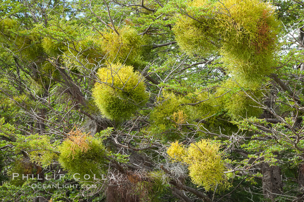 Forest, Tierra del Fuego National Park, Argentina. Ushuaia, natural history stock photograph, photo id 23614