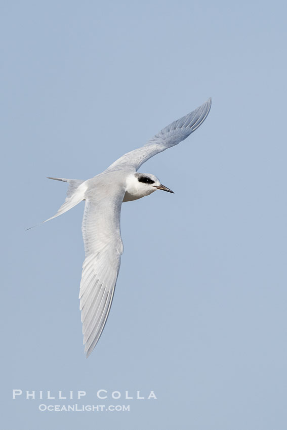 Forster's Tern in Flight, Sterna forsteri, Bolsa Chica Ecological Reserve. Bolsa Chica State Ecological Reserve, Huntington Beach, Sterna forsteri, natural history stock photograph, photo id 39877