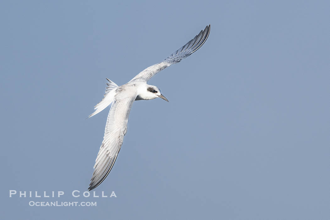 Forster's Tern in Flight, Sterna forsteri, Bolsa Chica Ecological Reserve., Sterna forsteri, natural history stock photograph, photo id 39844