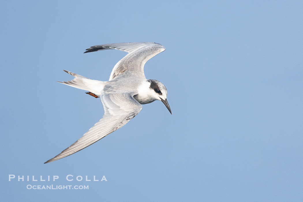 Forster's Tern in Flight, Sterna forsteri, Bolsa Chica Ecological Reserve., Sterna forsteri, natural history stock photograph, photo id 39843