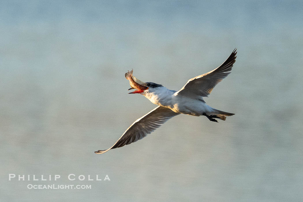 Forster's Tern in Flight with Prey, Sterna forsteri. Bolsa Chica State Ecological Reserve, Huntington Beach, California, USA, Sterna forsteri, natural history stock photograph, photo id 40029
