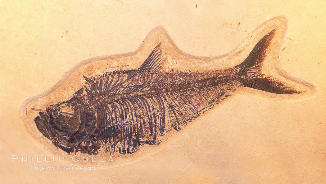 Fossil fish, collected in Green River Formation, Fossil Lake, Kemmerer, Wyoming, dated to the Eocene Era. Order: Ellimmichyiformes: Family; Ellimmichthyidae; Diplomystus dentatus, Diplomystus dentatus
