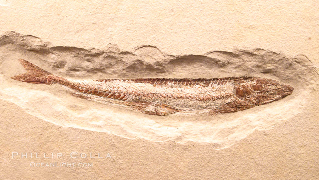Fossil fish, Prinolepis cataphractus, from the early Cretaceous, collected in Hajula, Lebanon., Prinolepis cataphractus, natural history stock photograph, photo id 23094