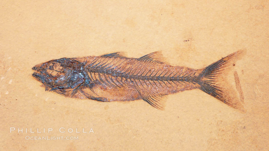 Fossil fish, collected at the Green River Formation, Kemmerer, Wyoming, dated to the Eocene Era.  Mioplosus are part of the perch family, predatory fishes., Mioplosus, natural history stock photograph, photo id 20868