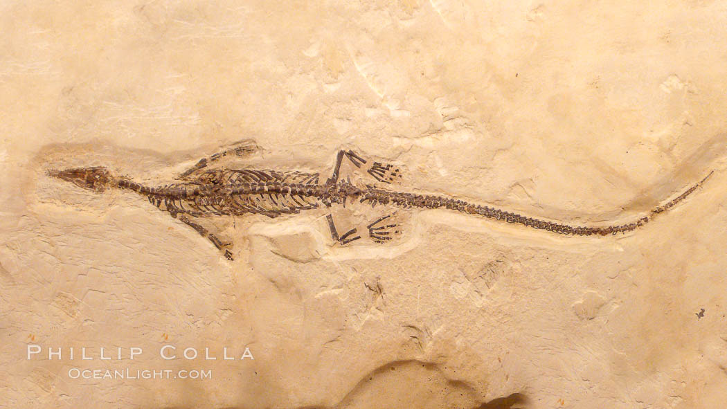 Freshwater lizard fossil, collected in Ceara, Brazil, dated 130 million years old., natural history stock photograph, photo id 20865