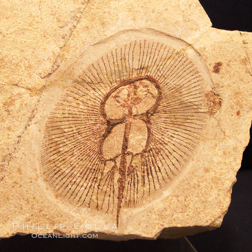 Fossil stingray, Cyclobatis sp., from the early Cretaceous, collected in Hakel, Lebanon., Cyclobatis, natural history stock photograph, photo id 23095