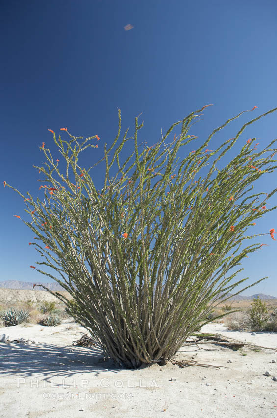 Ocotillo blooms in spring. Anza-Borrego Desert State Park, Borrego Springs, California, USA, Fouquieria splendens, natural history stock photograph, photo id 11548