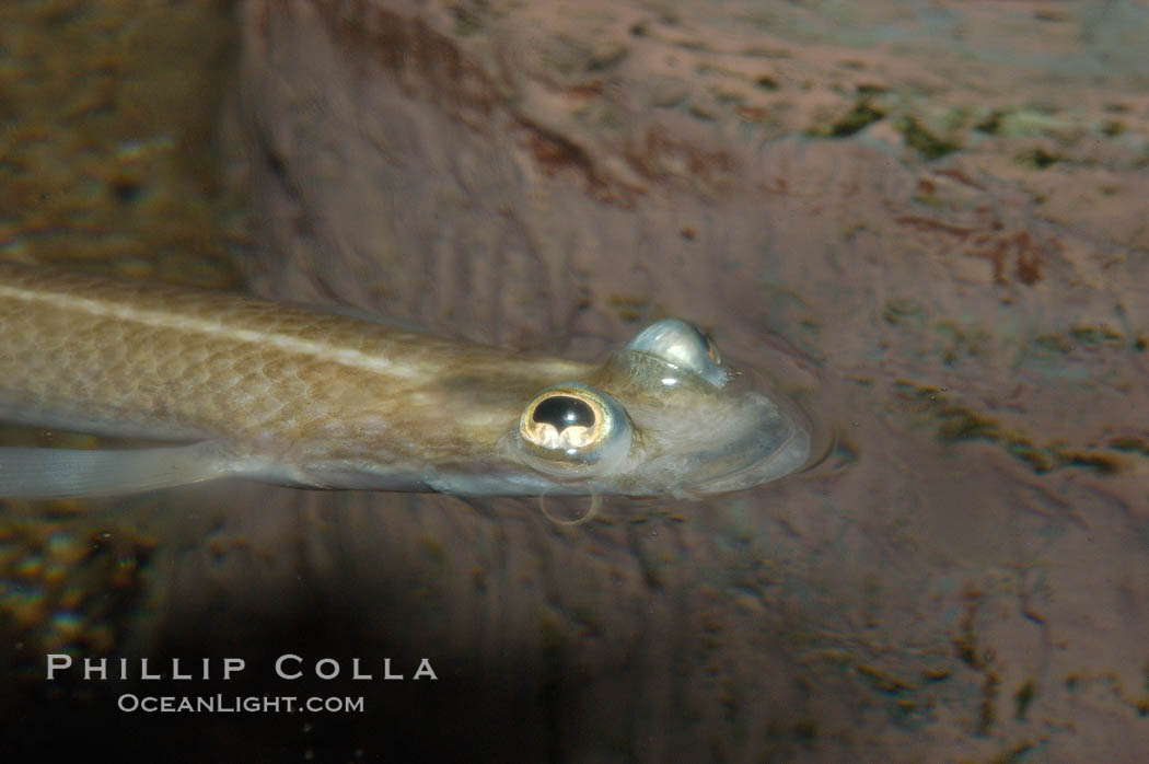 Four-eyed fish, found in the Amazon River delta of South America.  The name four-eyed fish is actually a misnomer.  It has only two eyes, but both are divided into aerial and aquatic parts.  The two retinal regions of each eye, working in concert with two different curvatures of the eyeball above and below water to account for the difference in light refractivity for air and water, allow this amazing fish to see clearly above and below the water surface simultaneously., Anableps anableps, natural history stock photograph, photo id 09278