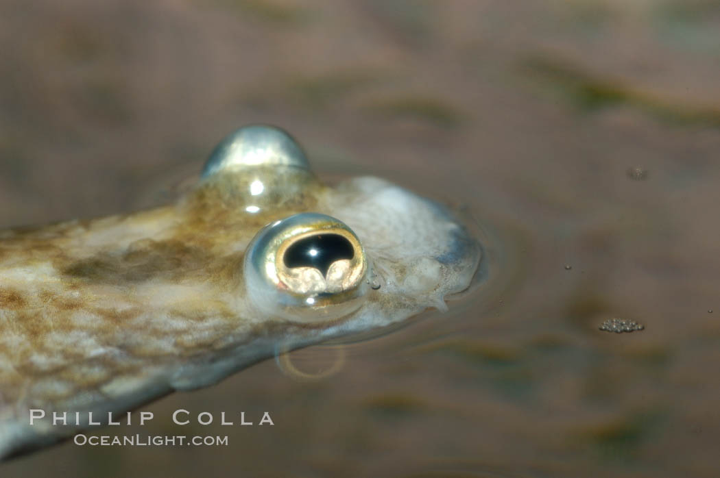 Four-eyed fish, found in the Amazon River delta of South America.  The name four-eyed fish is actually a misnomer.  It has only two eyes, but both are divided into aerial and aquatic parts.  The two retinal regions of each eye, working in concert with two different curvatures of the eyeball above and below water to account for the difference in light refractivity for air and water, allow this amazing fish to see clearly above and below the water surface simultaneously., Anableps anableps, natural history stock photograph, photo id 09382