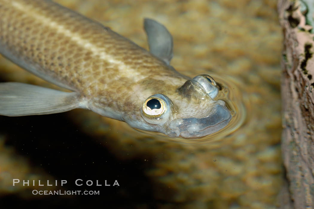 Four-eyed fish, found in the Amazon River delta of South America.  The name four-eyed fish is actually a misnomer.  It has only two eyes, but both are divided into aerial and aquatic parts.  The two retinal regions of each eye, working in concert with two different curvatures of the eyeball above and below water to account for the difference in light refractivity for air and water, allow this amazing fish to see clearly above and below the water surface simultaneously., Anableps anableps, natural history stock photograph, photo id 09381