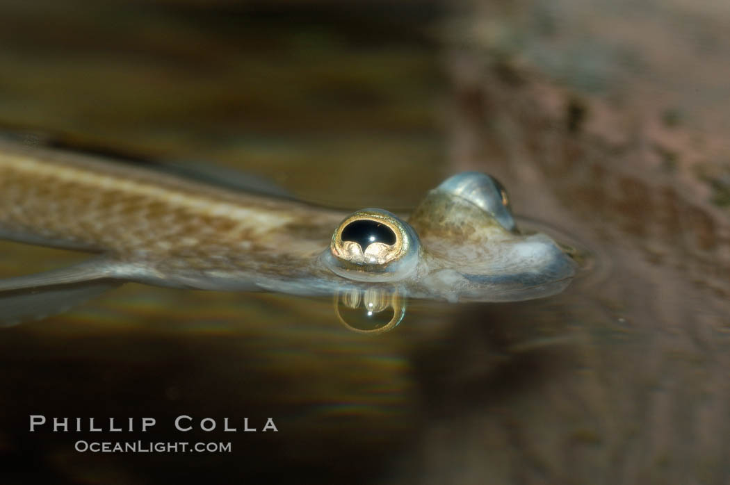 Four-eyed fish, found in the Amazon River delta of South America.  The name four-eyed fish is actually a misnomer.  It has only two eyes, but both are divided into aerial and aquatic parts.  The two retinal regions of each eye, working in concert with two different curvatures of the eyeball above and below water to account for the difference in light refractivity for air and water, allow this amazing fish to see clearly above and below the water surface simultaneously., Anableps anableps, natural history stock photograph, photo id 09385