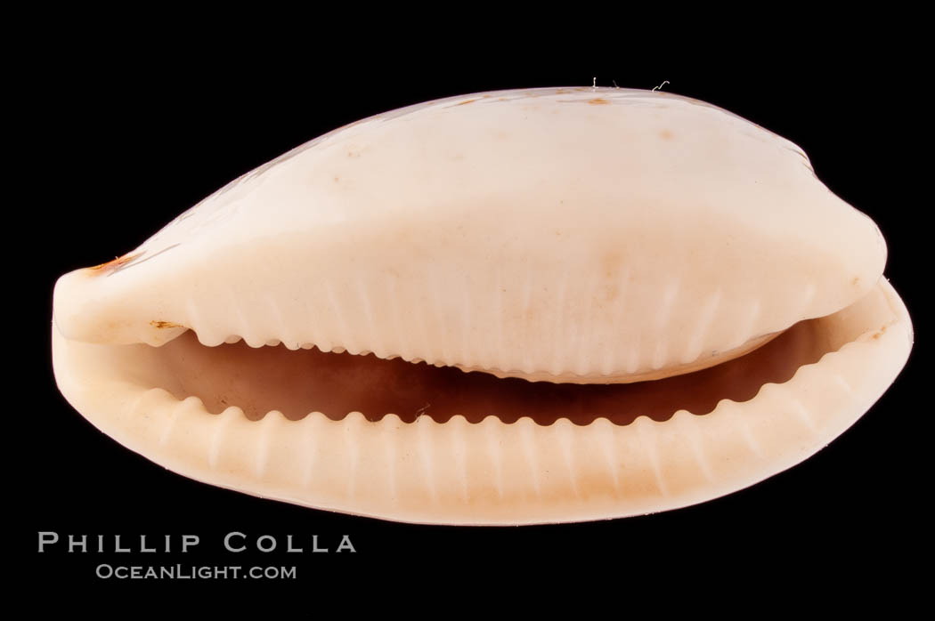 Four-spotted Cowrie., Cypraea quadrimaculata, natural history stock photograph, photo id 08602