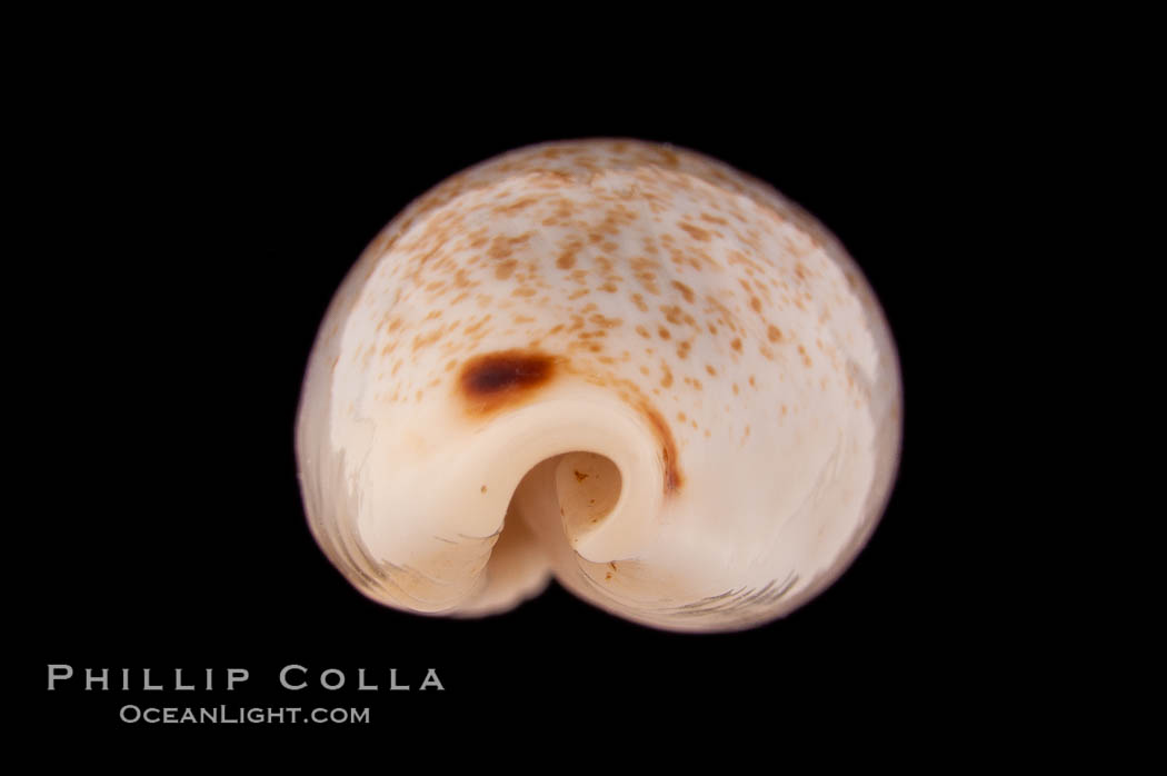 Four-spotted Cowrie., Cypraea quadrimaculata, natural history stock photograph, photo id 08604