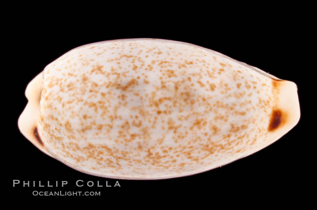 Four-spotted Cowrie., Cypraea quadrimaculata, natural history stock photograph, photo id 08601