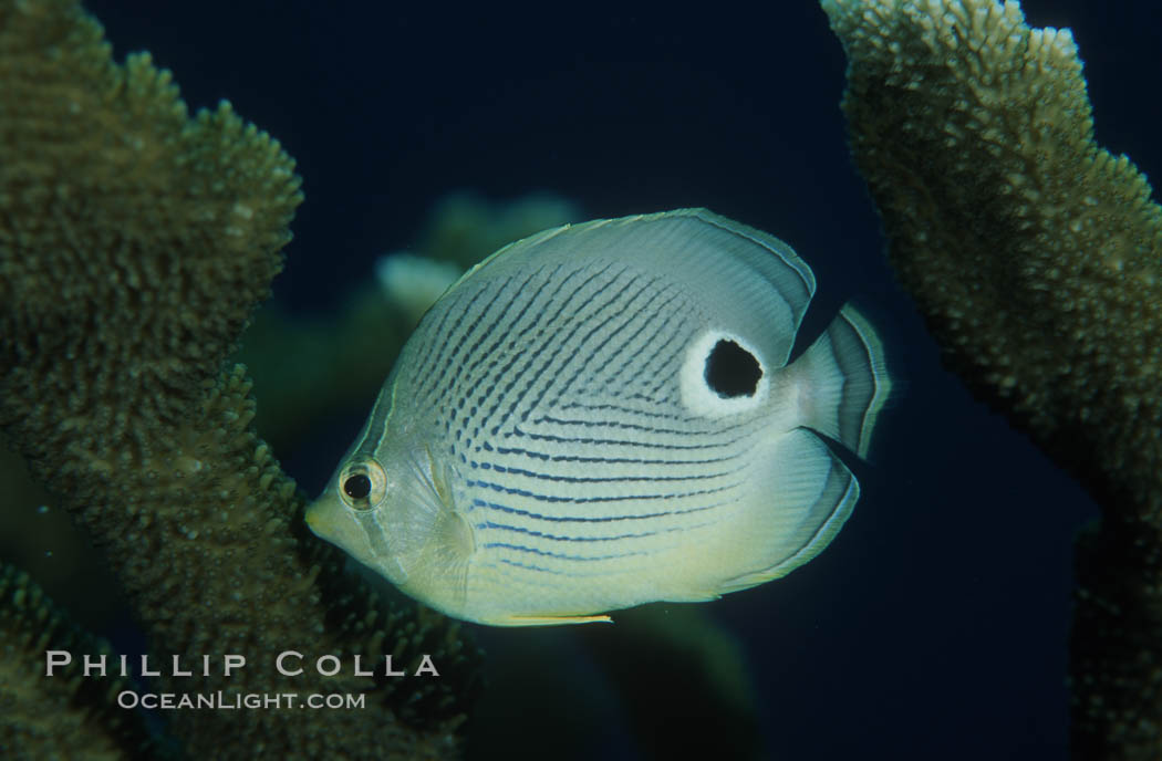 Foureye butterflyfish. Roatan, Honduras, Chaetodon capistratus, natural history stock photograph, photo id 05224