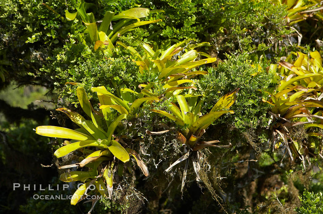 Foxglove, from which the heart medication digitalis is formulated, highlands of Santa Cruz Island near Twin Craters. Galapagos Islands, Ecuador, natural history stock photograph, photo id 16702