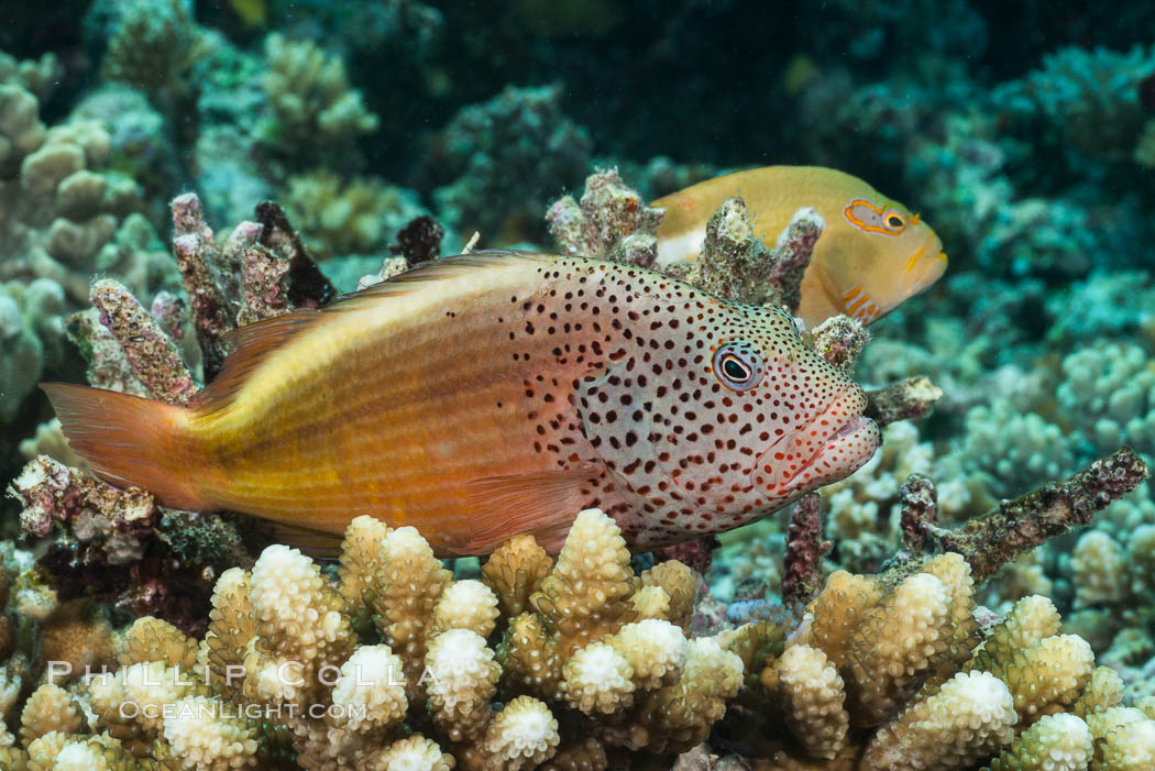 Freckled Hawkfish (Black-sided Hawkfish), Paracirrhites forsteri, Fiji. Makogai Island, Lomaiviti Archipelago, Paracirrhites forsteri, natural history stock photograph, photo id 31798