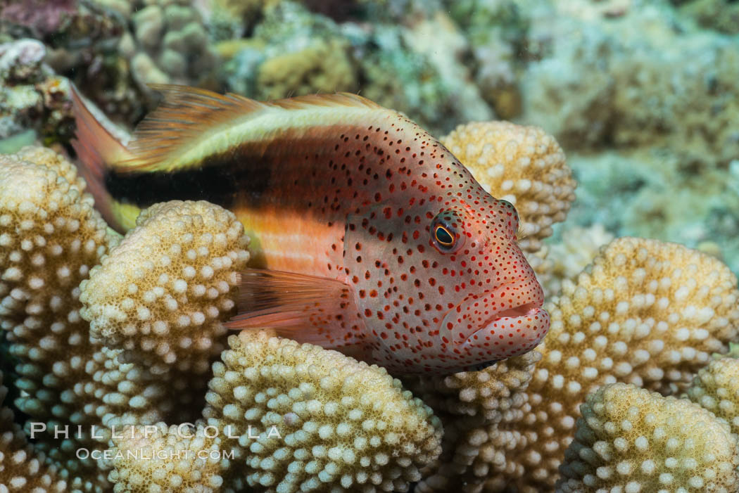 Freckled Hawkfish (Black-sided Hawkfish), Paracirrhites forsteri, Fiji. Makogai Island, Lomaiviti Archipelago, Paracirrhites forsteri, natural history stock photograph, photo id 31347