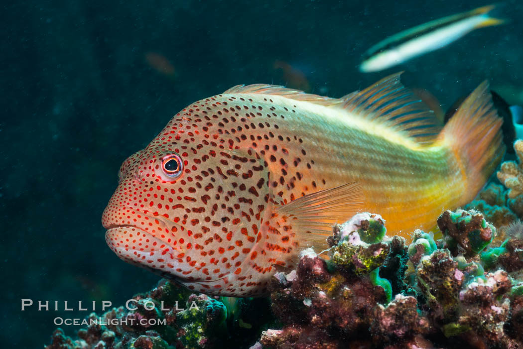 Freckled Hawkfish (Black-sided Hawkfish), Paracirrhites forsteri, Fiji. Makogai Island, Lomaiviti Archipelago, Paracirrhites forsteri, natural history stock photograph, photo id 31783