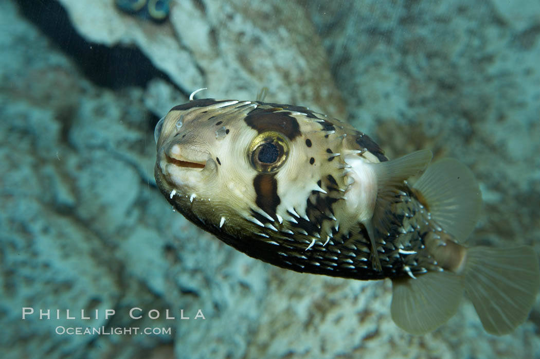 Freckled porcupinefish., Diodon holocanthus, natural history stock photograph, photo id 11894