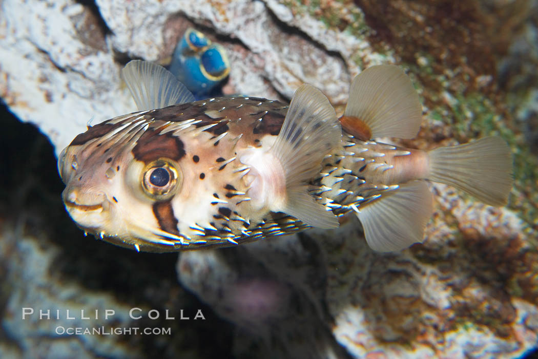 Freckled porcupinefish., Diodon holocanthus, natural history stock photograph, photo id 14488