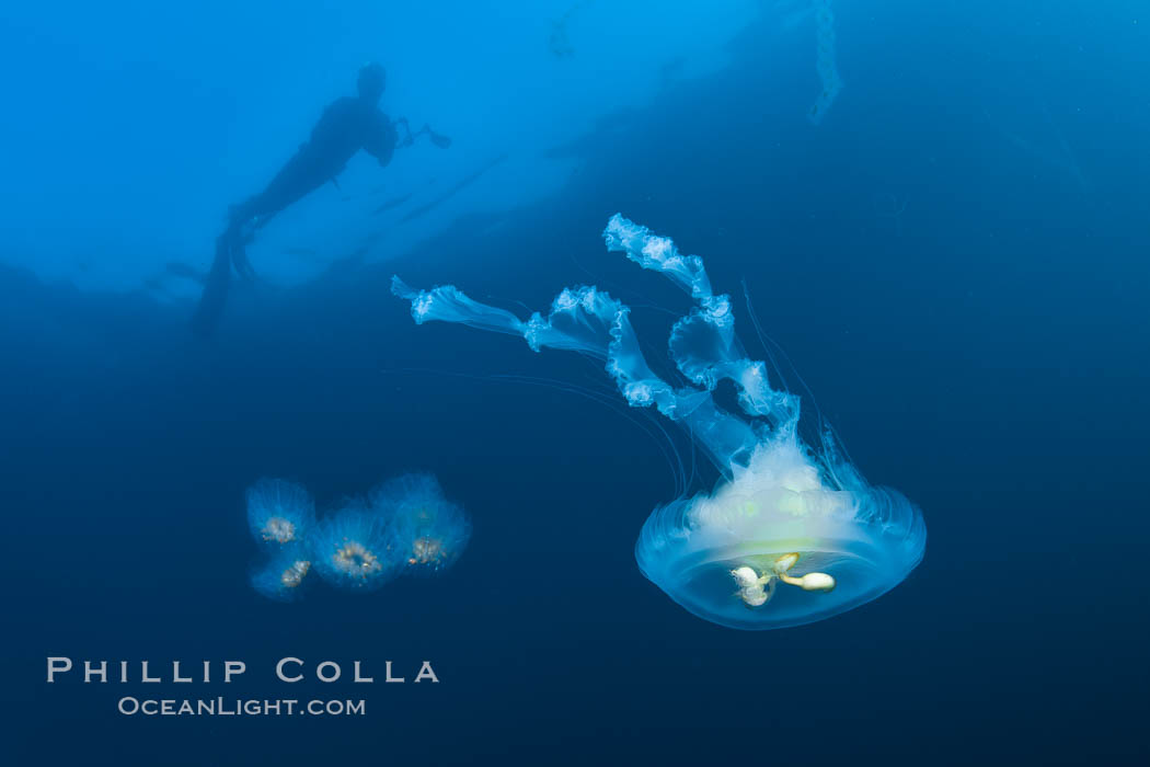 Freediver photographing pelagic gelatinous zooplankton, adrift in the open ocean, Phacellophora camtschatica, San Diego, California