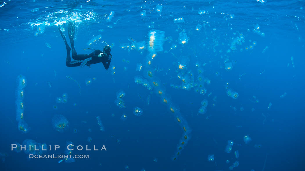 Freediving photographer in a cloud of salps, gelatinous zooplankton that drifts with open ocean currents, San Diego, California