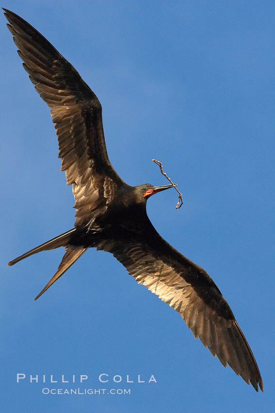 Great frigatebird, adult male, in flight, carrying twig for nest building, green iridescence of scapular feathers identifying species.  Wolf Island, Fregata minor