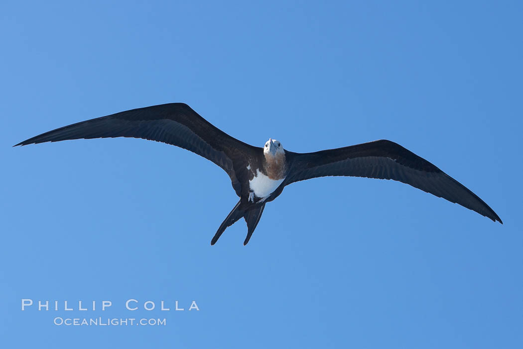 Great frigatebird, juvenile, in flight, rust-color neck identifies species.  Wolf Island. Galapagos Islands, Ecuador, Fregata minor, natural history stock photograph, photo id 16720