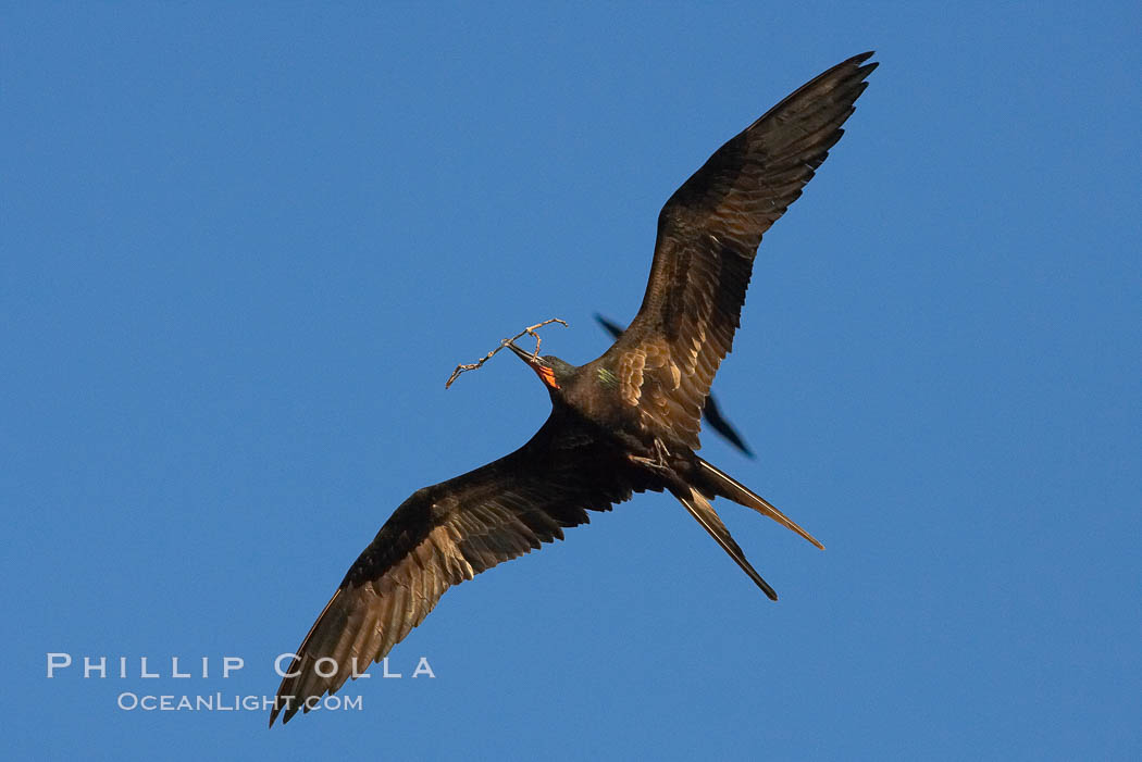 Great frigatebird, adult male, in flight, carrying twig for nest building, green iridescence of scapular feathers identifying species.  Wolf Island. Galapagos Islands, Ecuador, Fregata minor, natural history stock photograph, photo id 16723