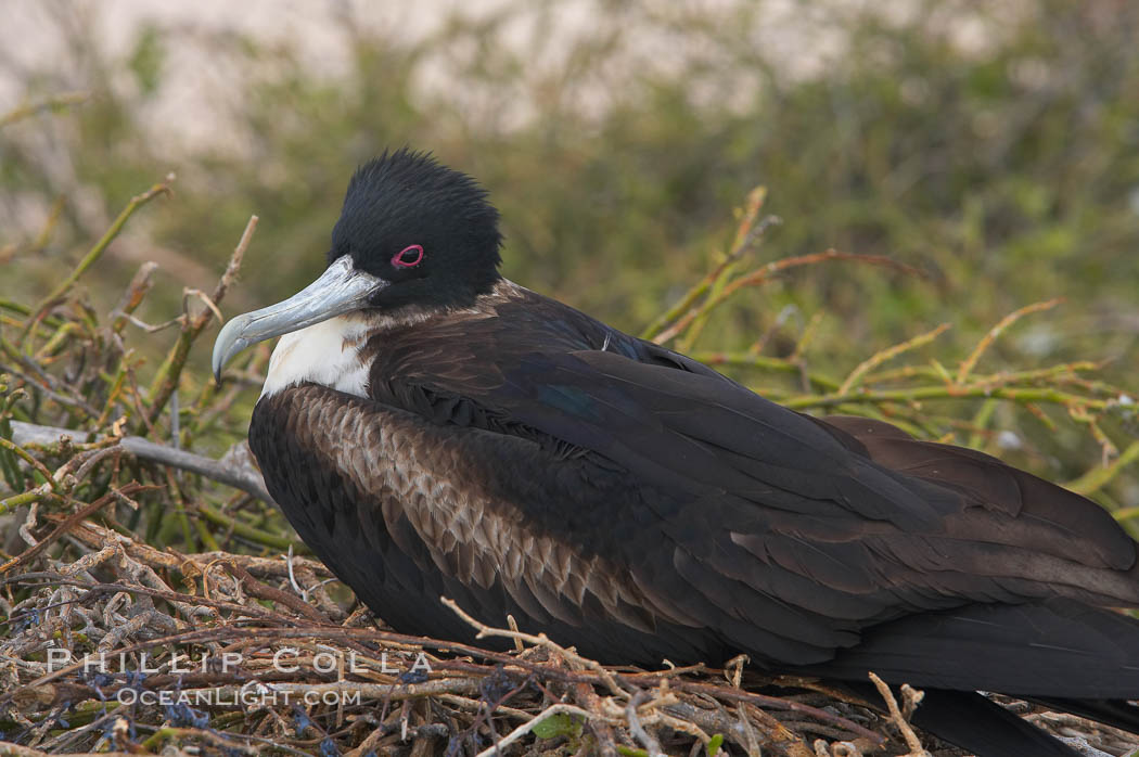 Great frigatebird, adult female, at the nest. North Seymour Island. Galapagos Islands, Ecuador, Fregata minor, natural history stock photograph, photo id 16717