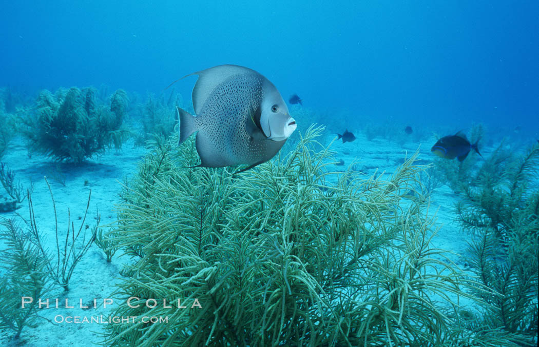 French angel fish. Bahamas, Pomacanthus paru, natural history stock photograph, photo id 05215