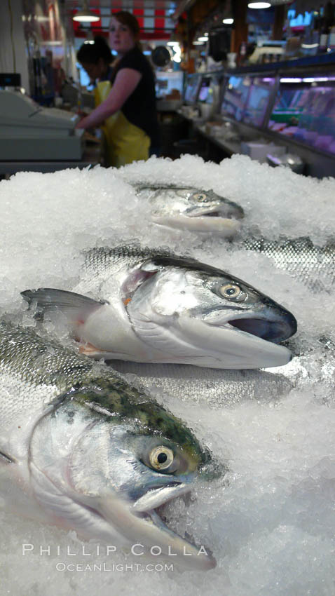 Fresh salmon on ice at the Public Market, Granville Island, Vancouver. British Columbia, Canada, natural history stock photograph, photo id 21206